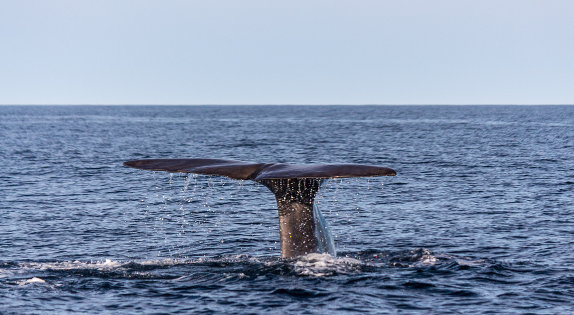 Vakantie Portugal Azoren: walvissen spotten